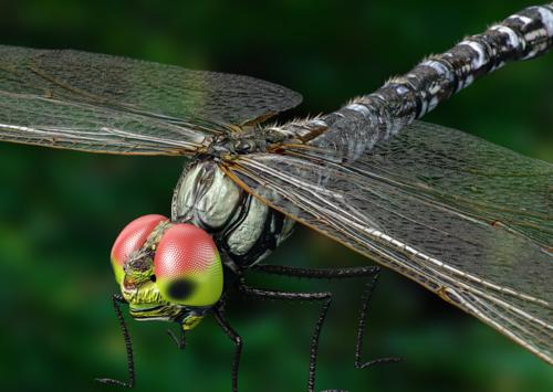 Dragonfly preview image